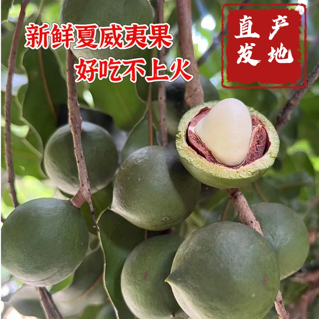 新鲜带壳绿皮夏威夷果生果无添加澳洲坚果 原味孕妇儿童休闲食品