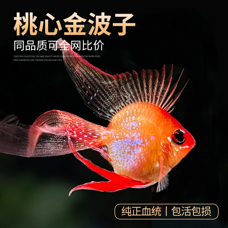 桃心金波子 桃心蓝波子 热带鱼【纯正血统桃心】
