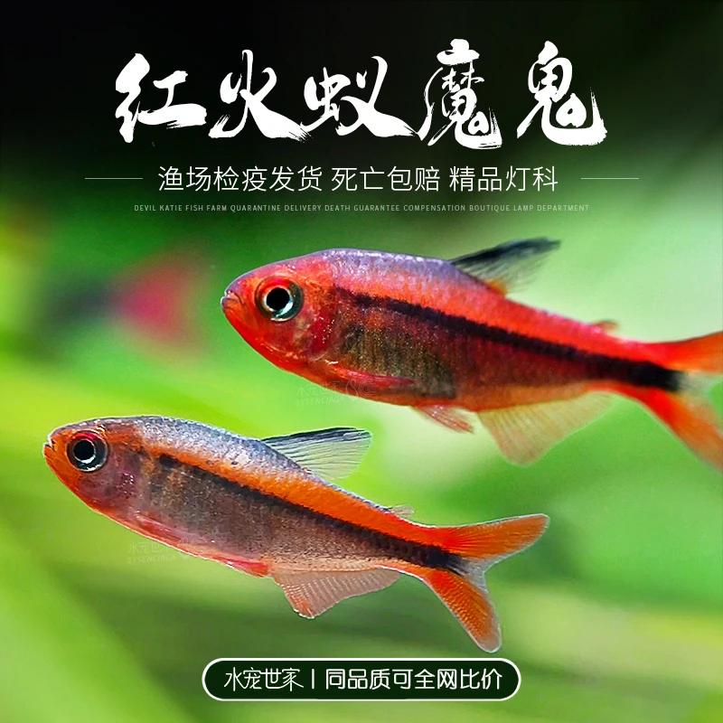 红火蚁魔鬼灯鱼热带观赏鱼红火蚁灯鱼黄火蚁魔鬼灯超级红魔鬼活体