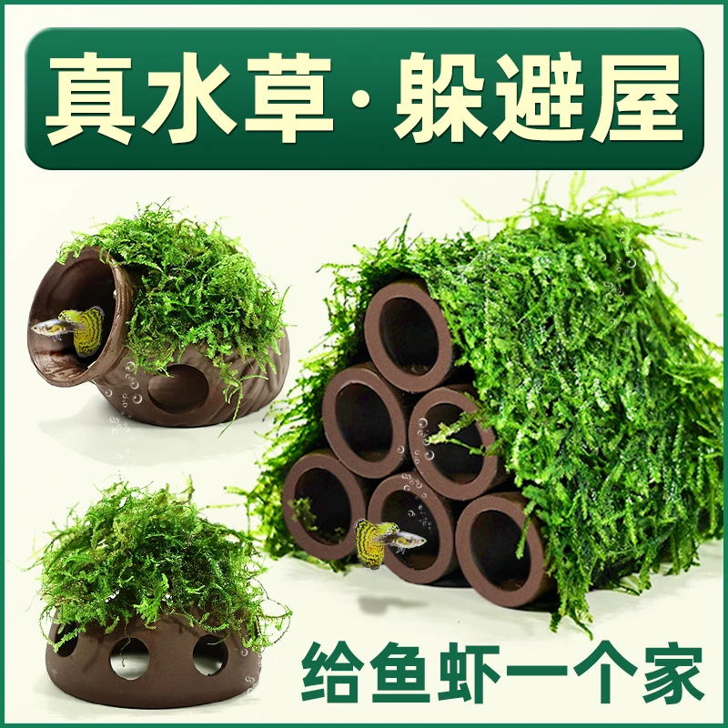 莫斯虾屋水草植物鱼缸造景摆件紫砂躲避屋装饰阴性牡丹莫斯水草