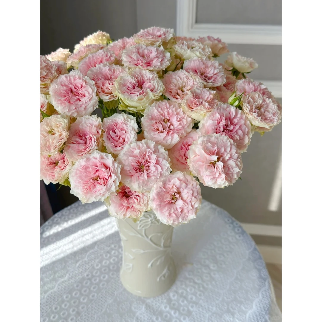 520鲜花【情迷罗拉】多头玫瑰一单冷链发货 云南基地直发  瓶插现切