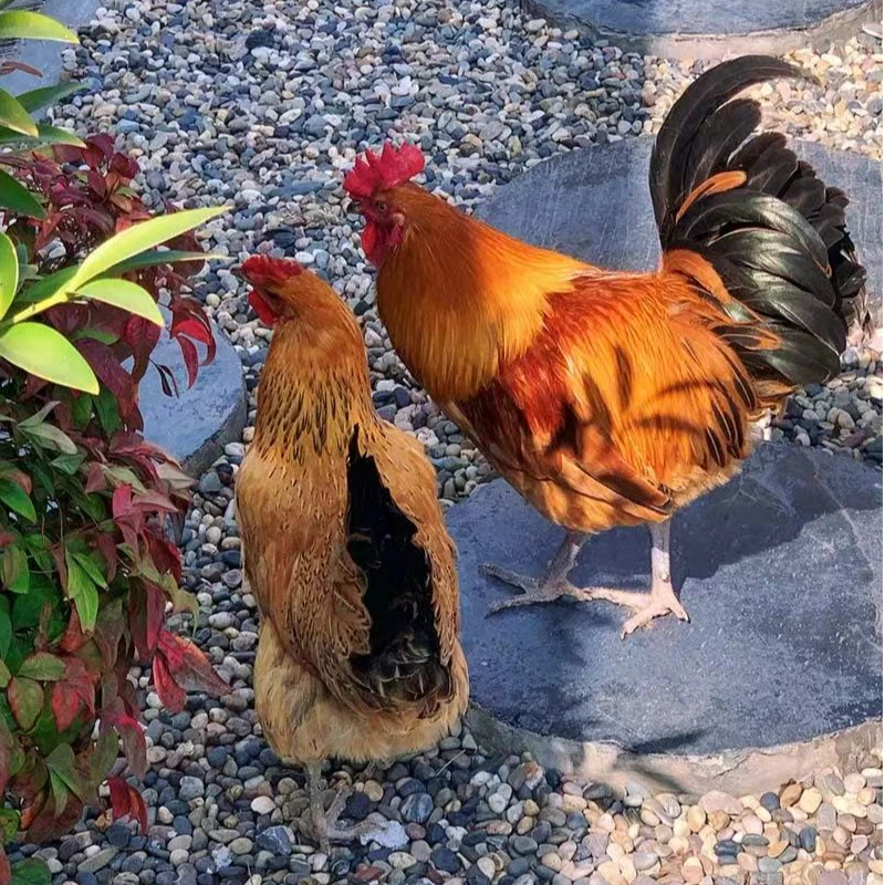 司晨小院散养土鸡新鲜现杀 包冰率不含冰