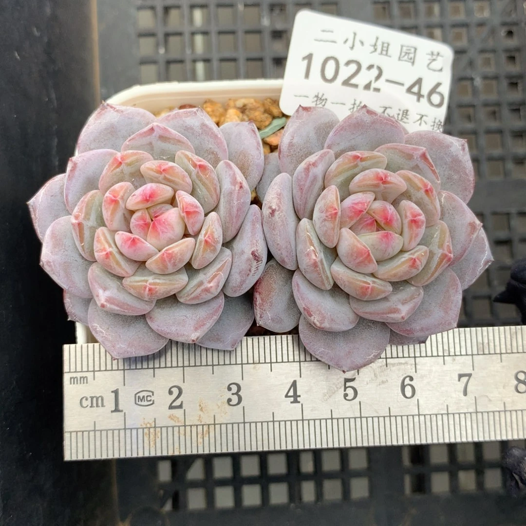 46。星星橙 趴地双头。