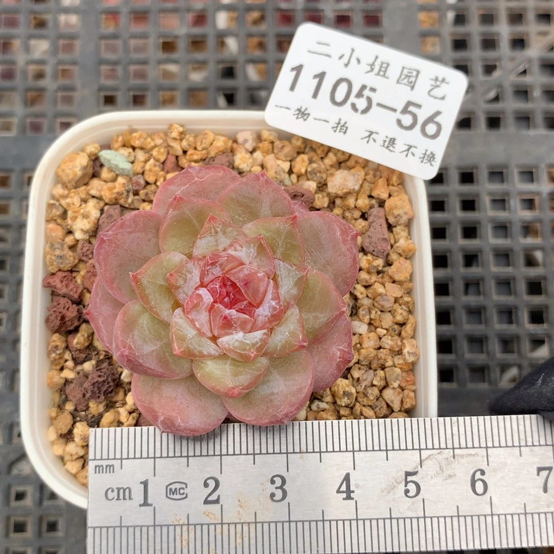 56。钻石糖。一物一拍。