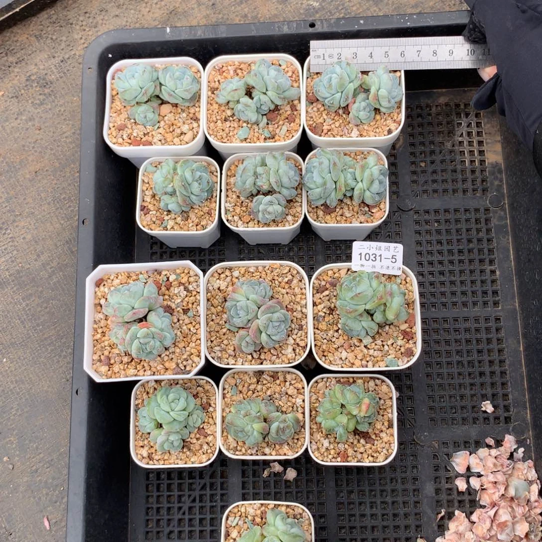 杨*杨翡翠冰玉。发货送长腿冰玉。