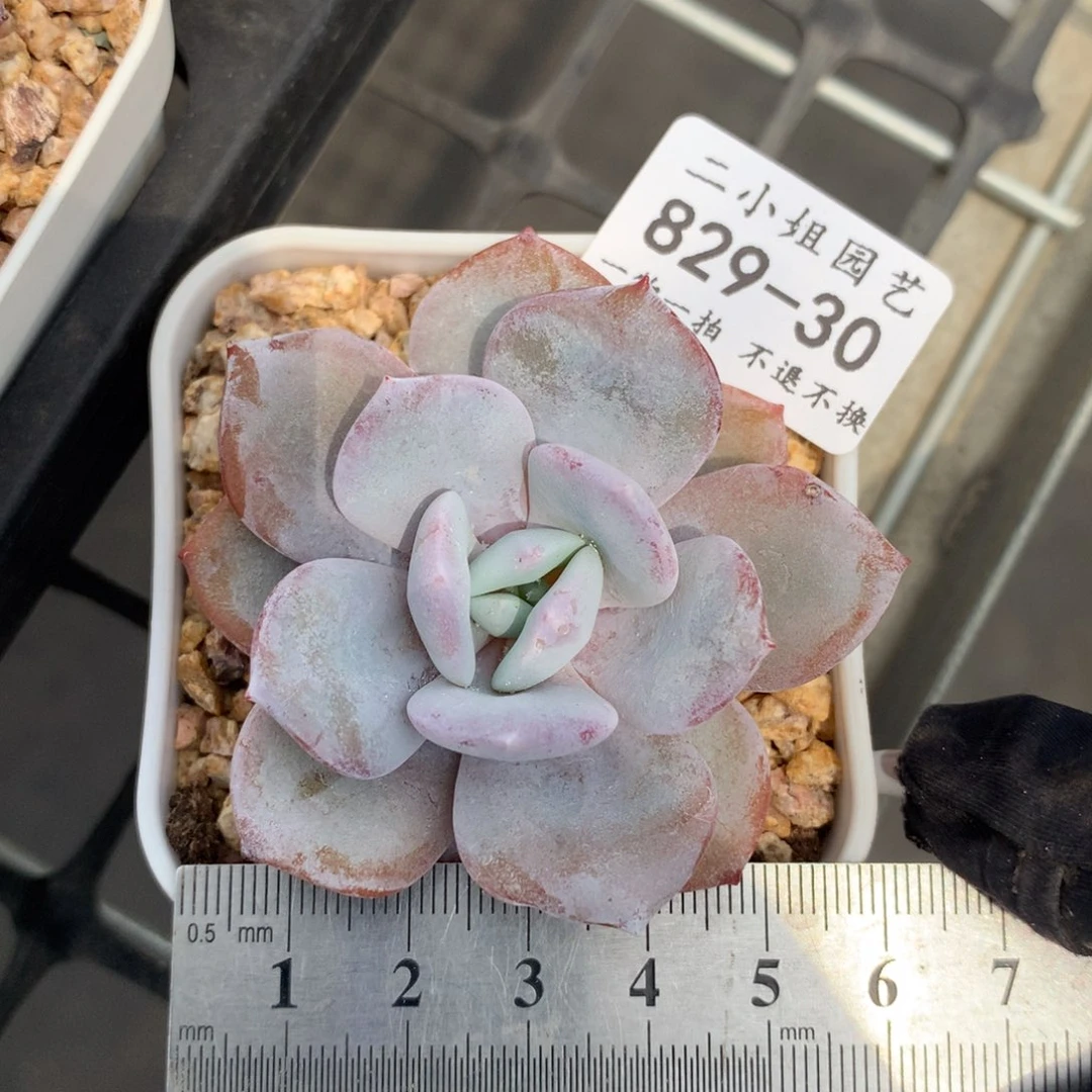30。奶茶。非偏远满68包邮