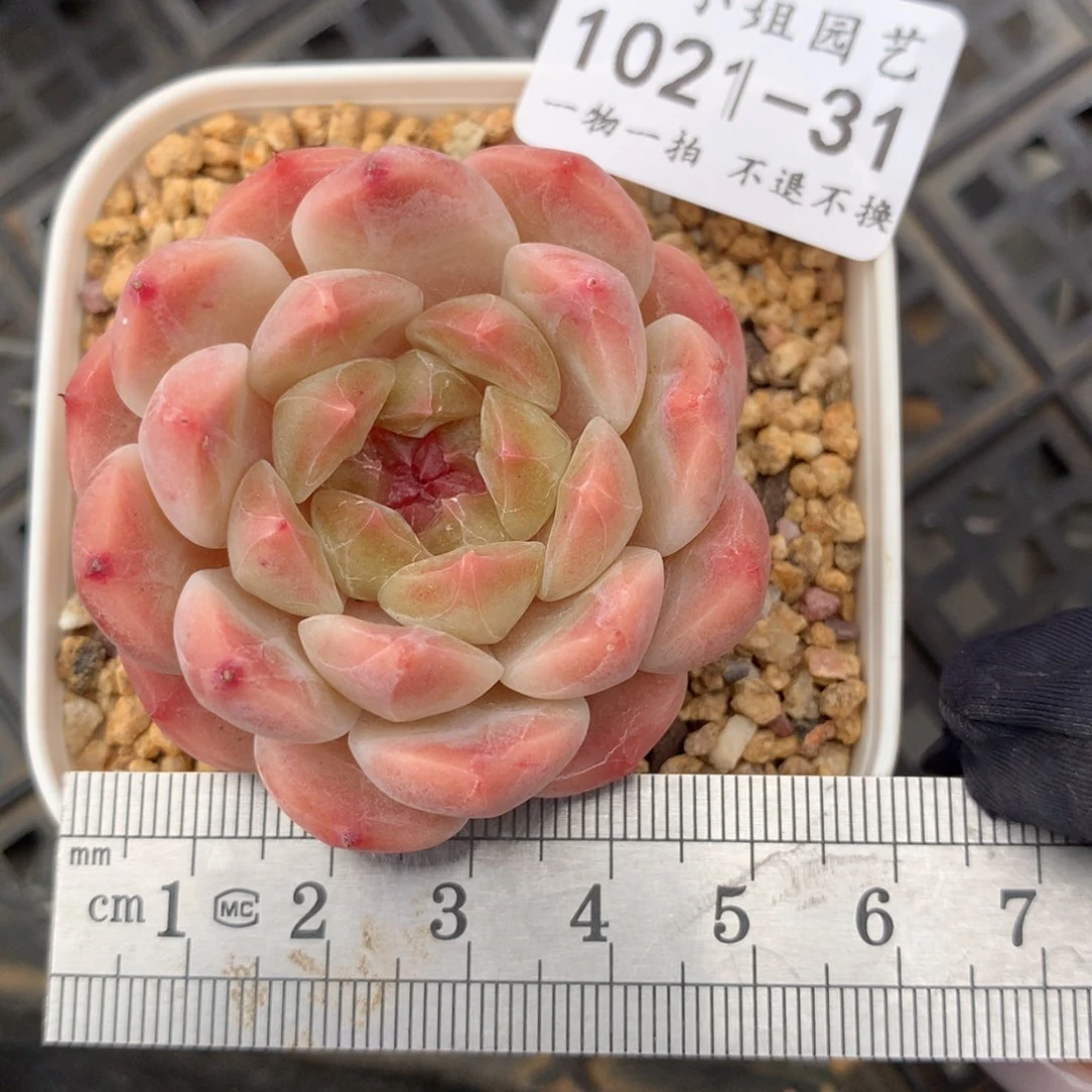 31。秘境冰魄。满68包邮。