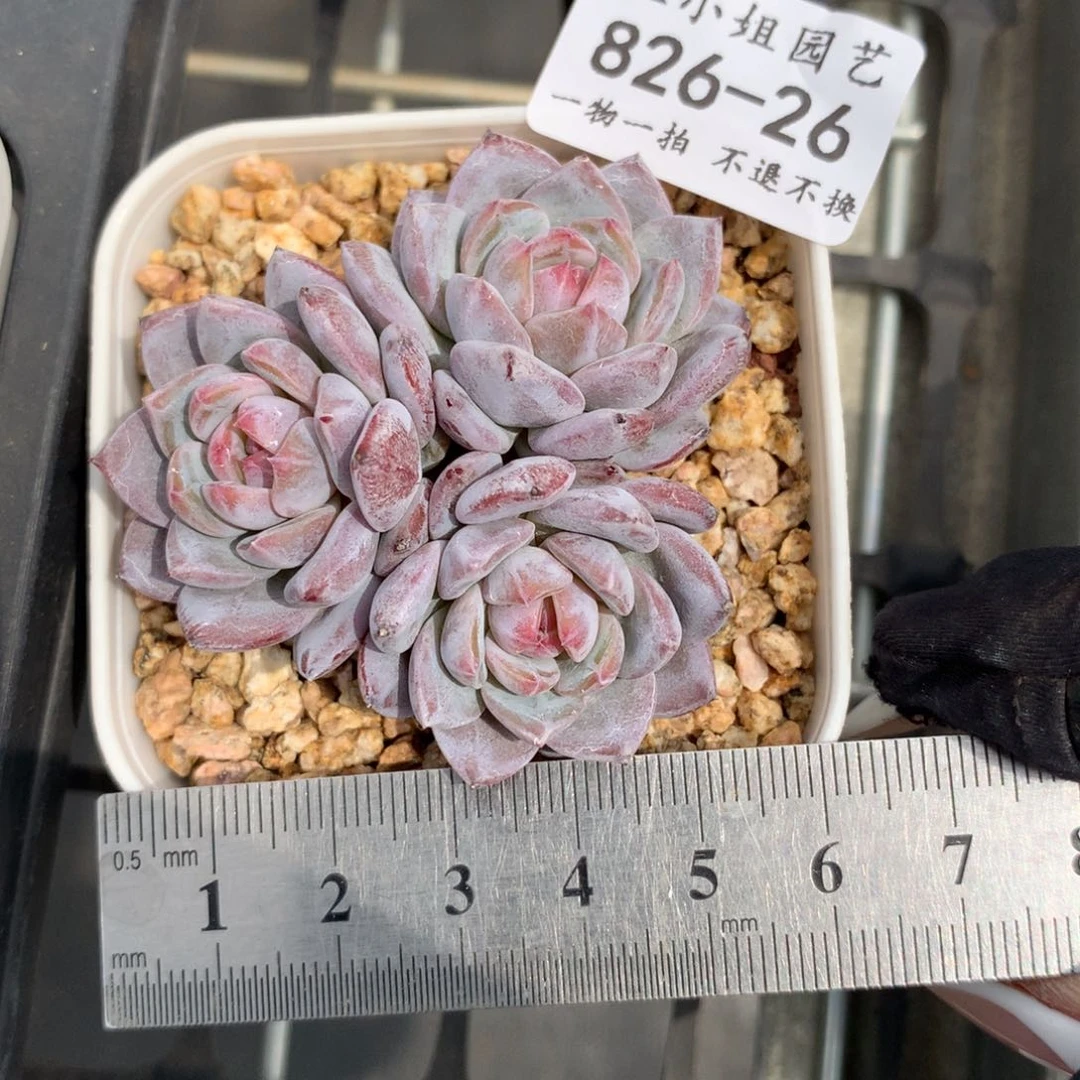 26。星星橙。（玉芙蓉）。