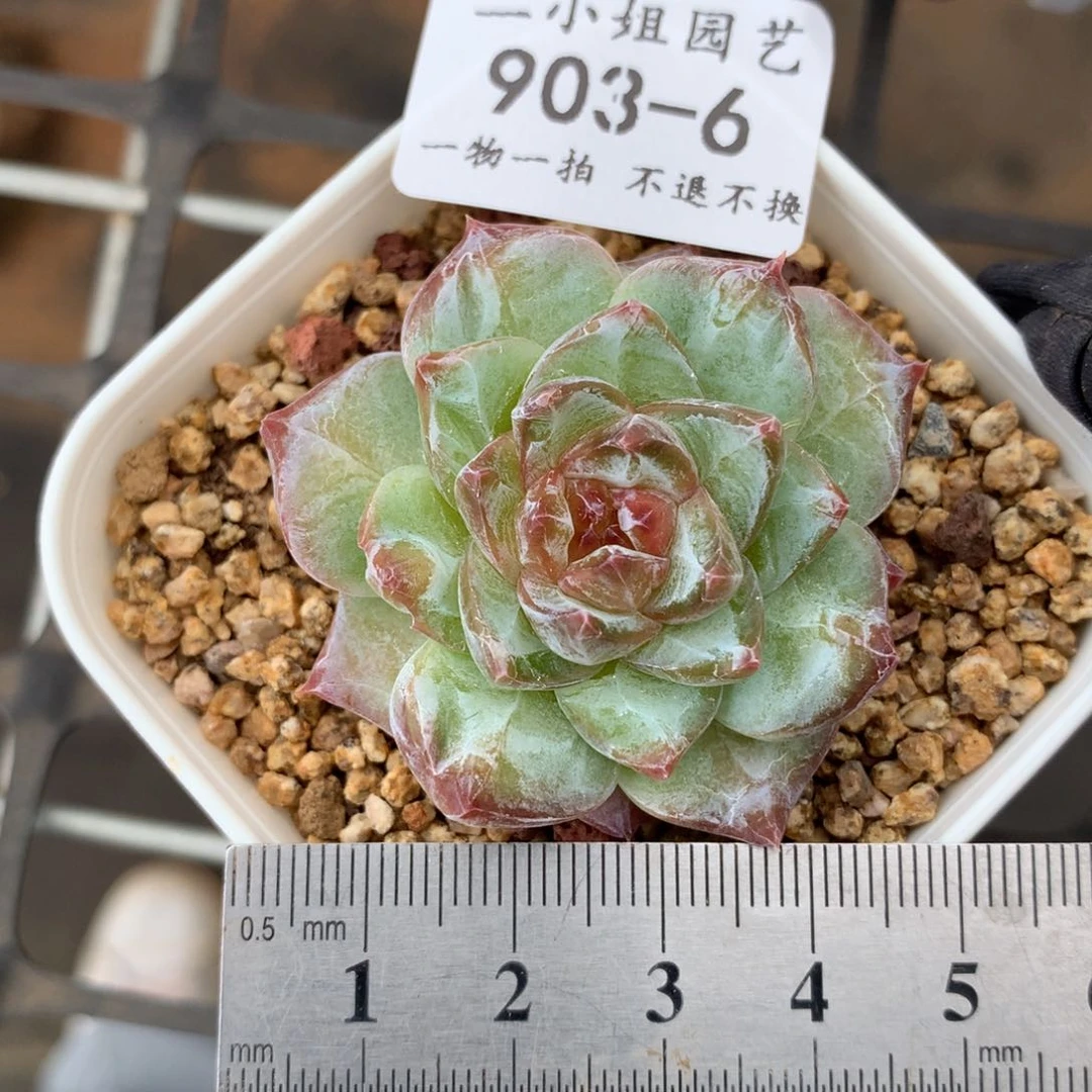 6。石化钻石糖心多肉。