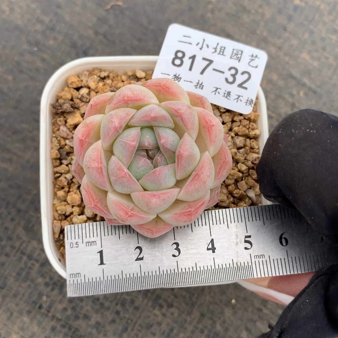 32。白桃。