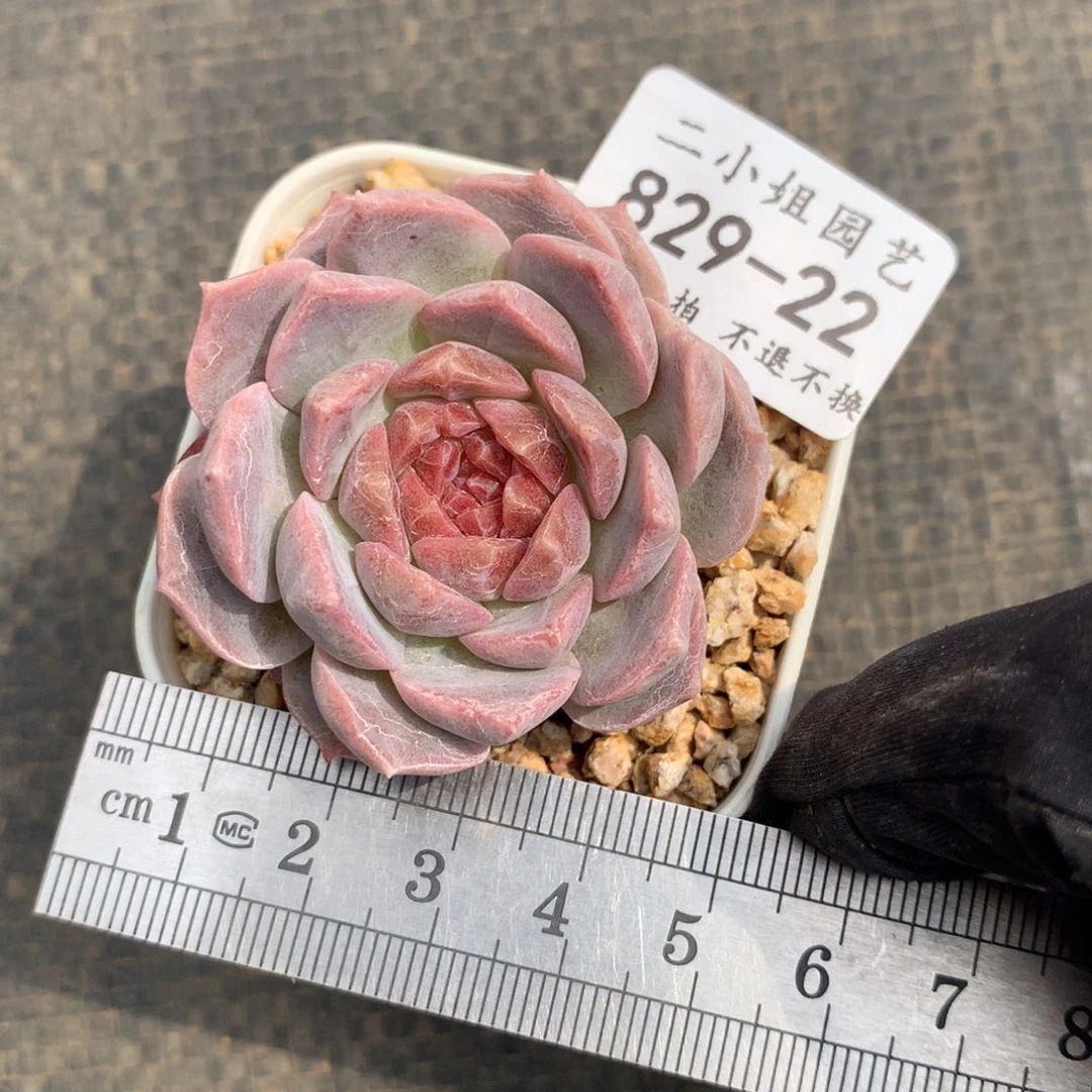 22 梦幻泡影。可带盆土。