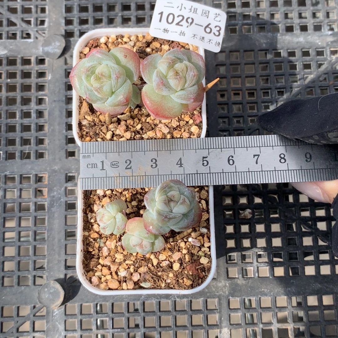 N****?63。小腿糖心冰玉。