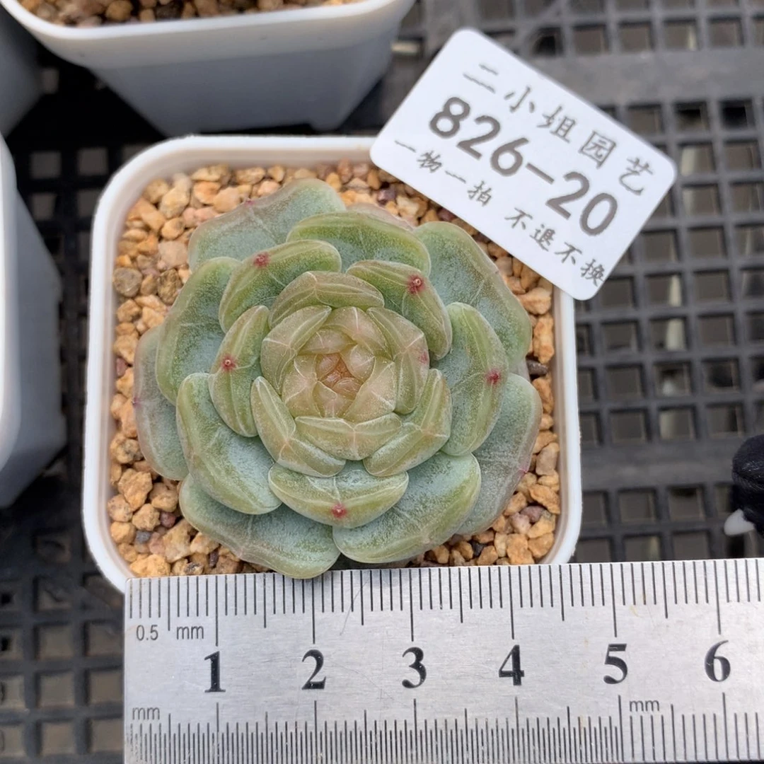 20。白恋。新粉首单送肉。
