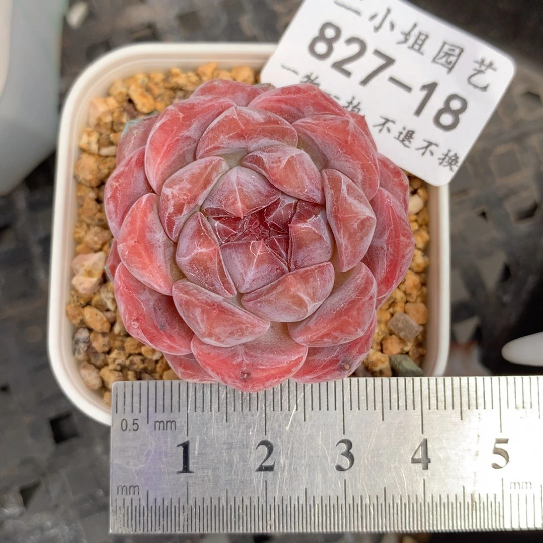 18。粉魄。带盆土备注。