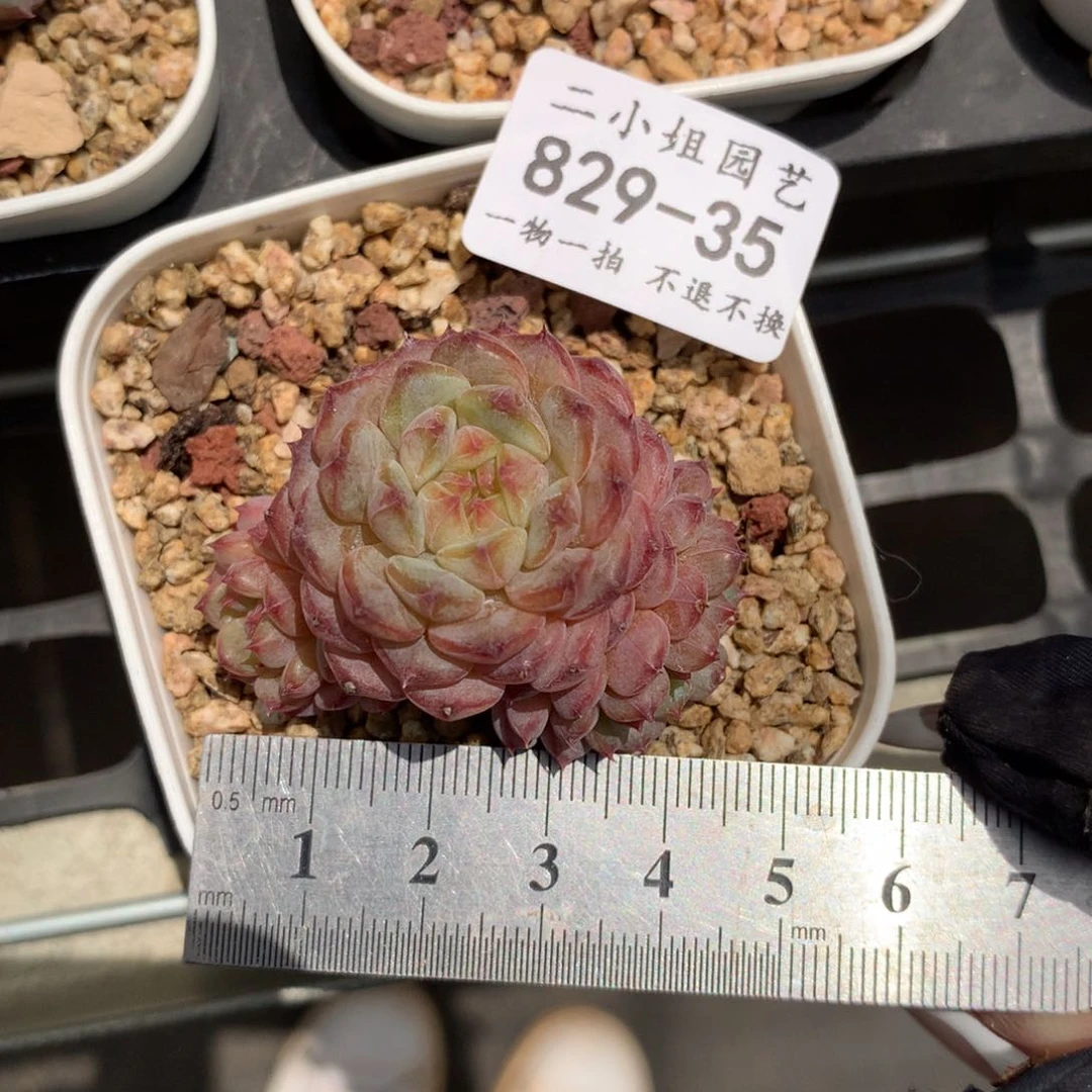 35。三头老桩小脸哈尼。