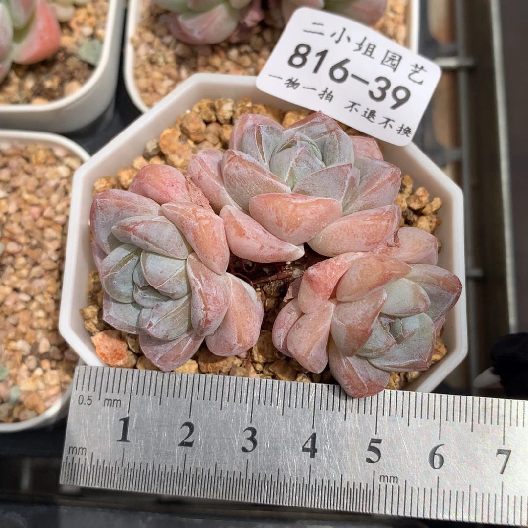 39。白体糖心冰玉。