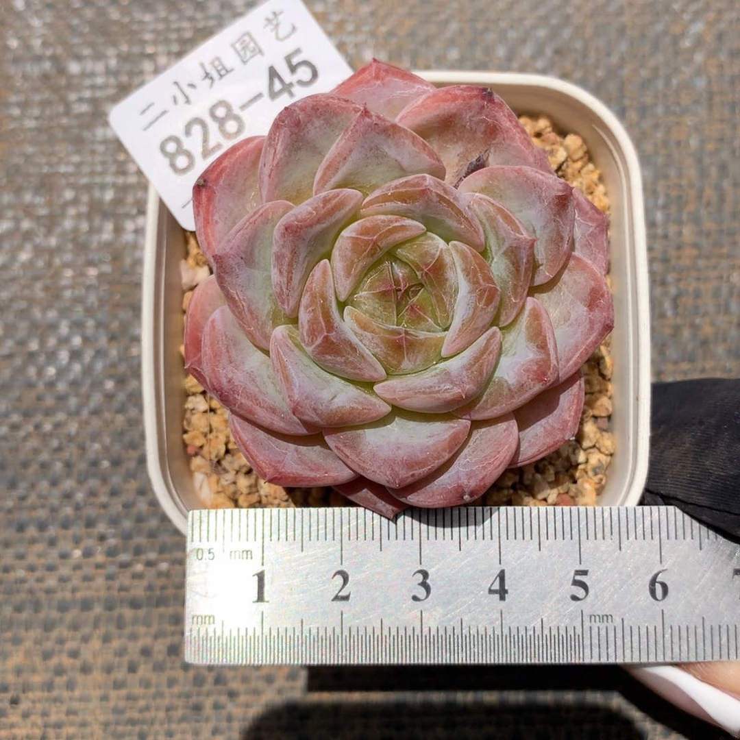 45 玫瑰花脸糖心。