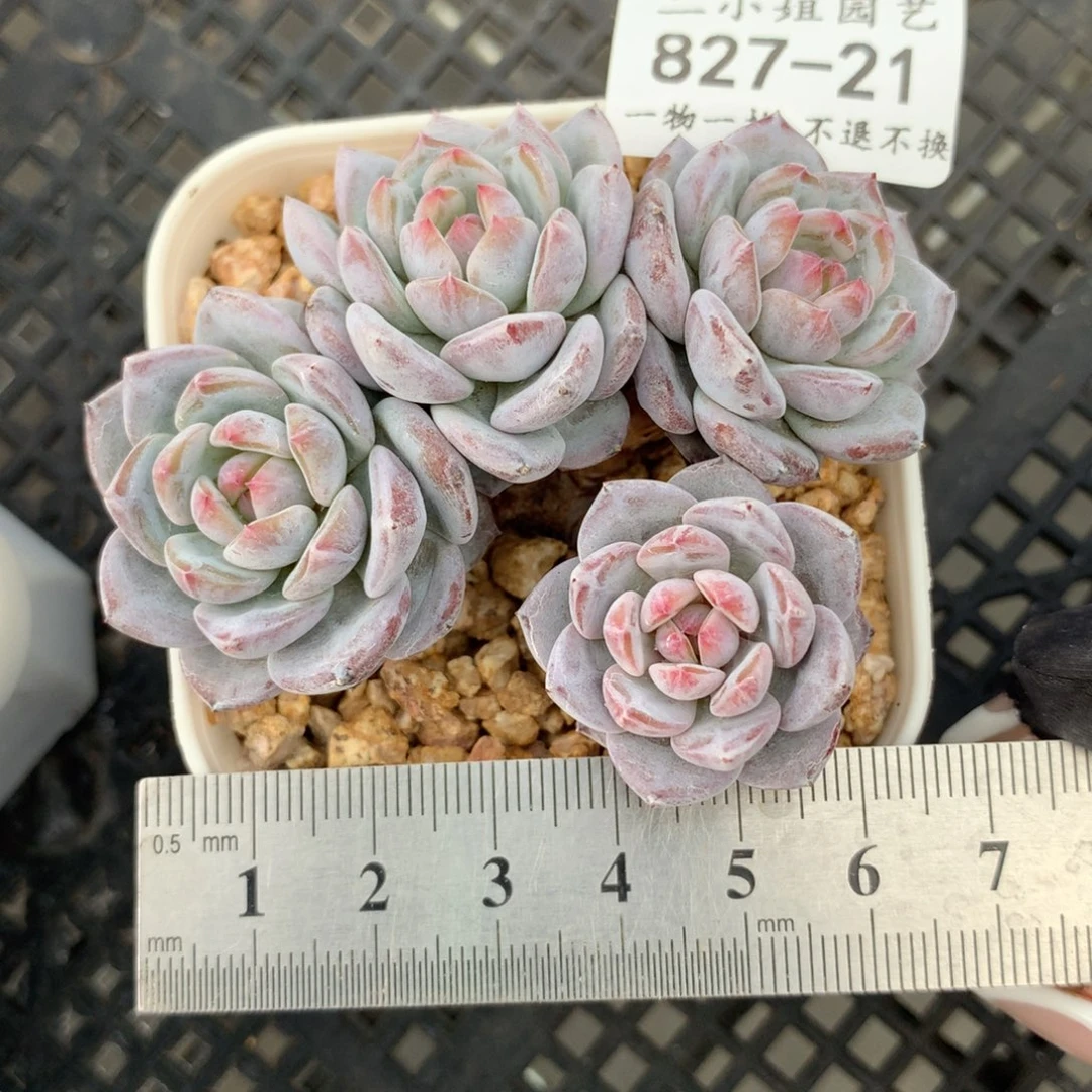 21。星星橙四头老桩群群。