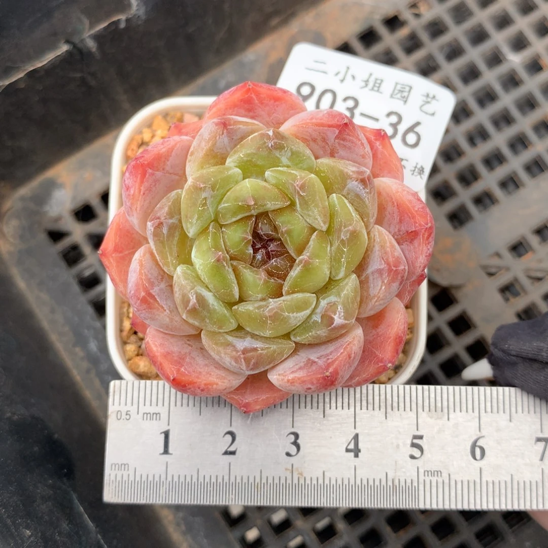 36。熊猫糖心。黄粉油糯心。