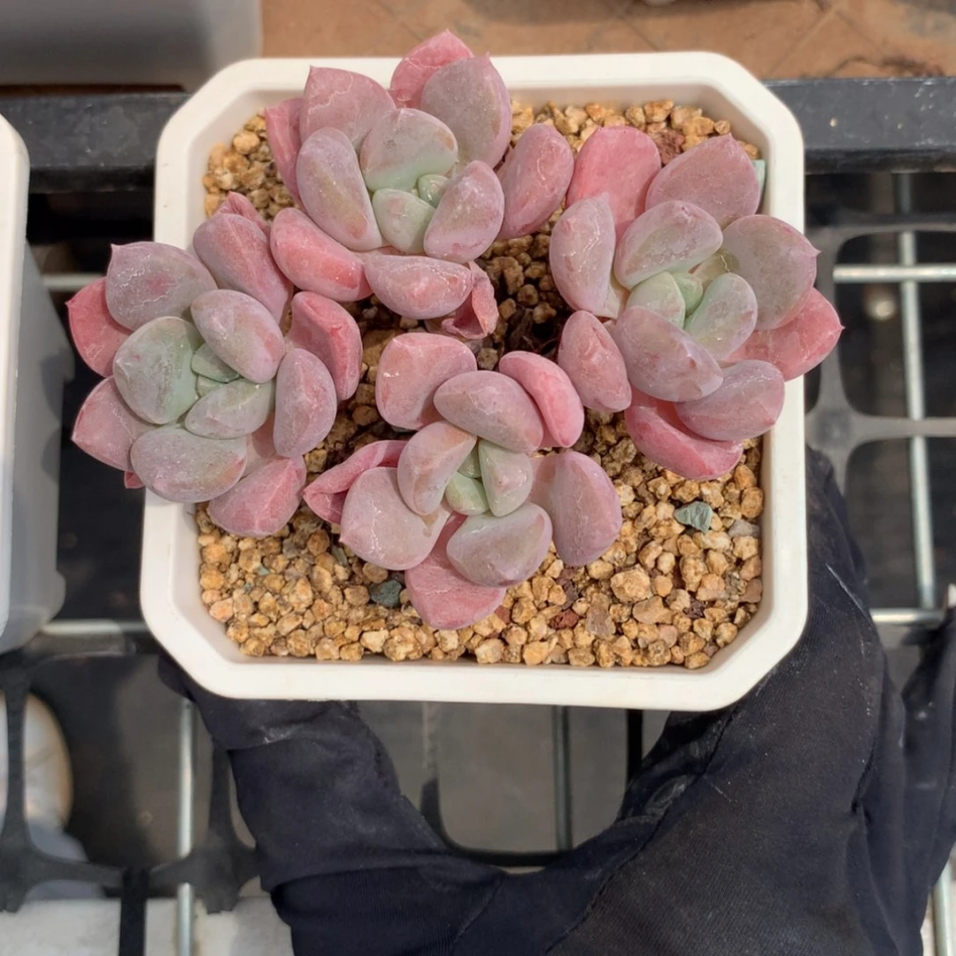 花斑鹿。