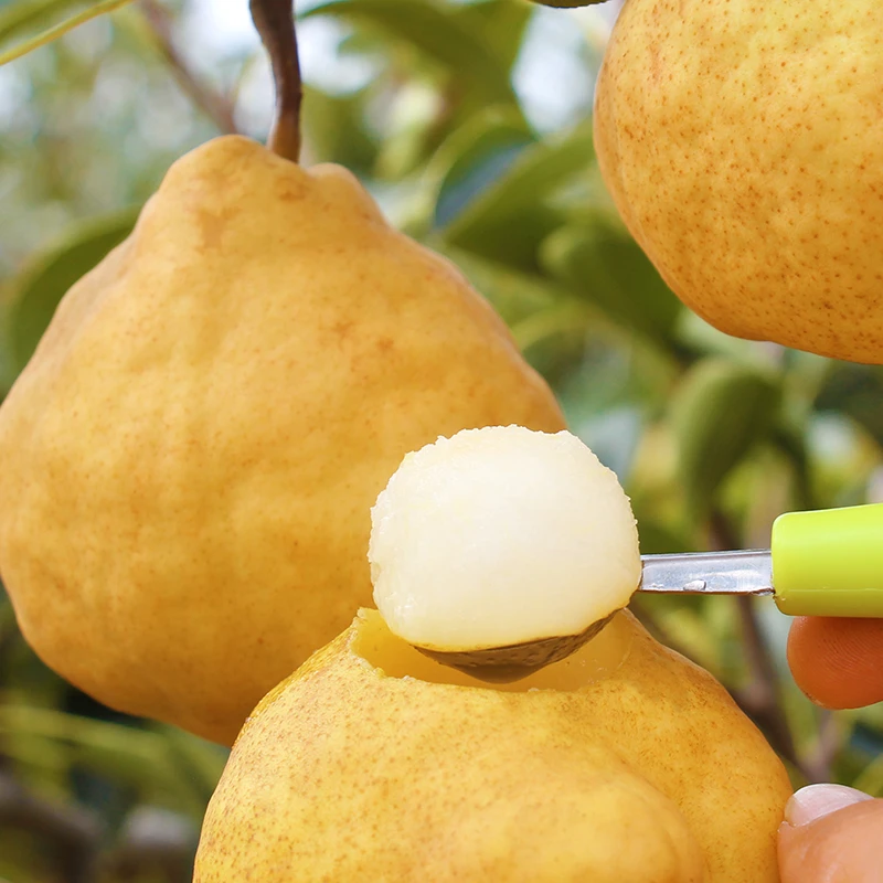 山东莱阳中华丑梨软糯香甜多汁水果新鲜冰激凌口感啤梨子烟台