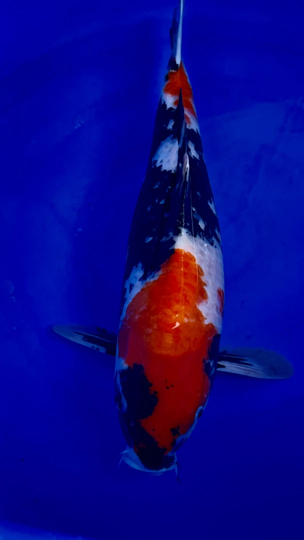 精品鱼批发零售。