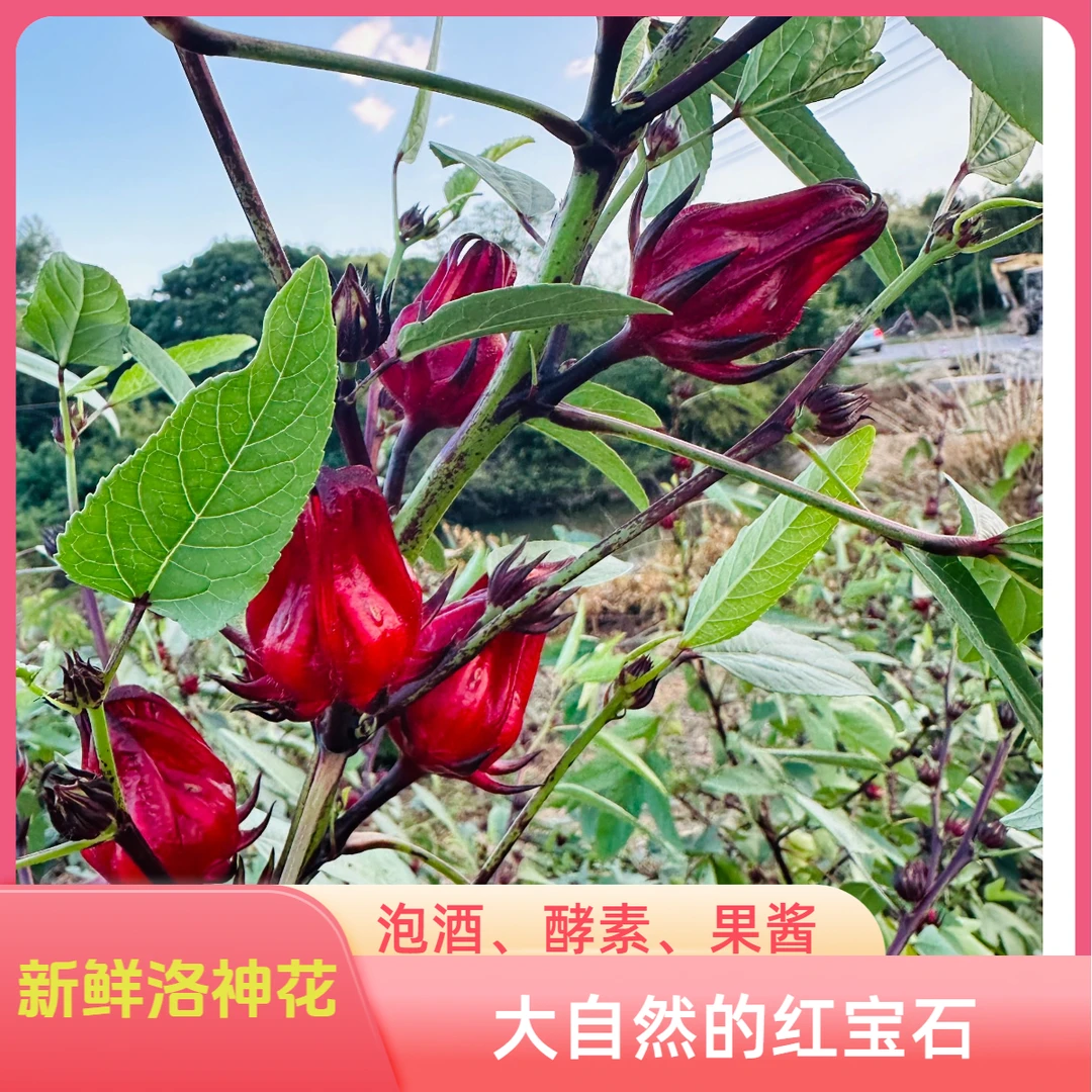 【顺丰新鲜洛神花】现摘红桃k鲜果泡酒酵素果酱花茶新鲜玫瑰茄原料