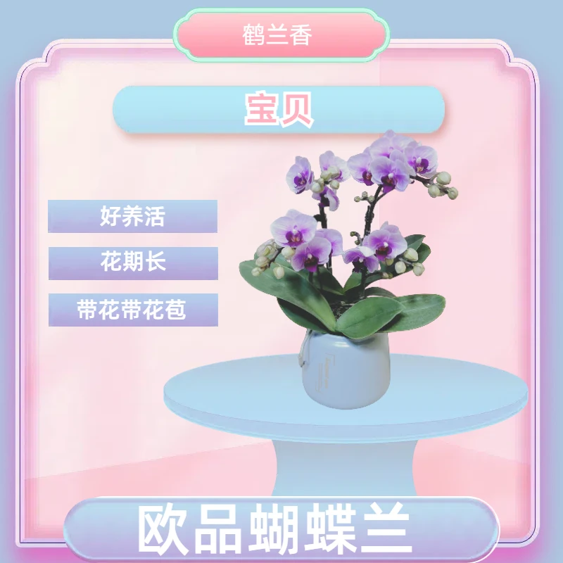 【宝贝】进口欧品蝴蝶兰 粉色年宵花 室内精品观赏花卉组盆真花
