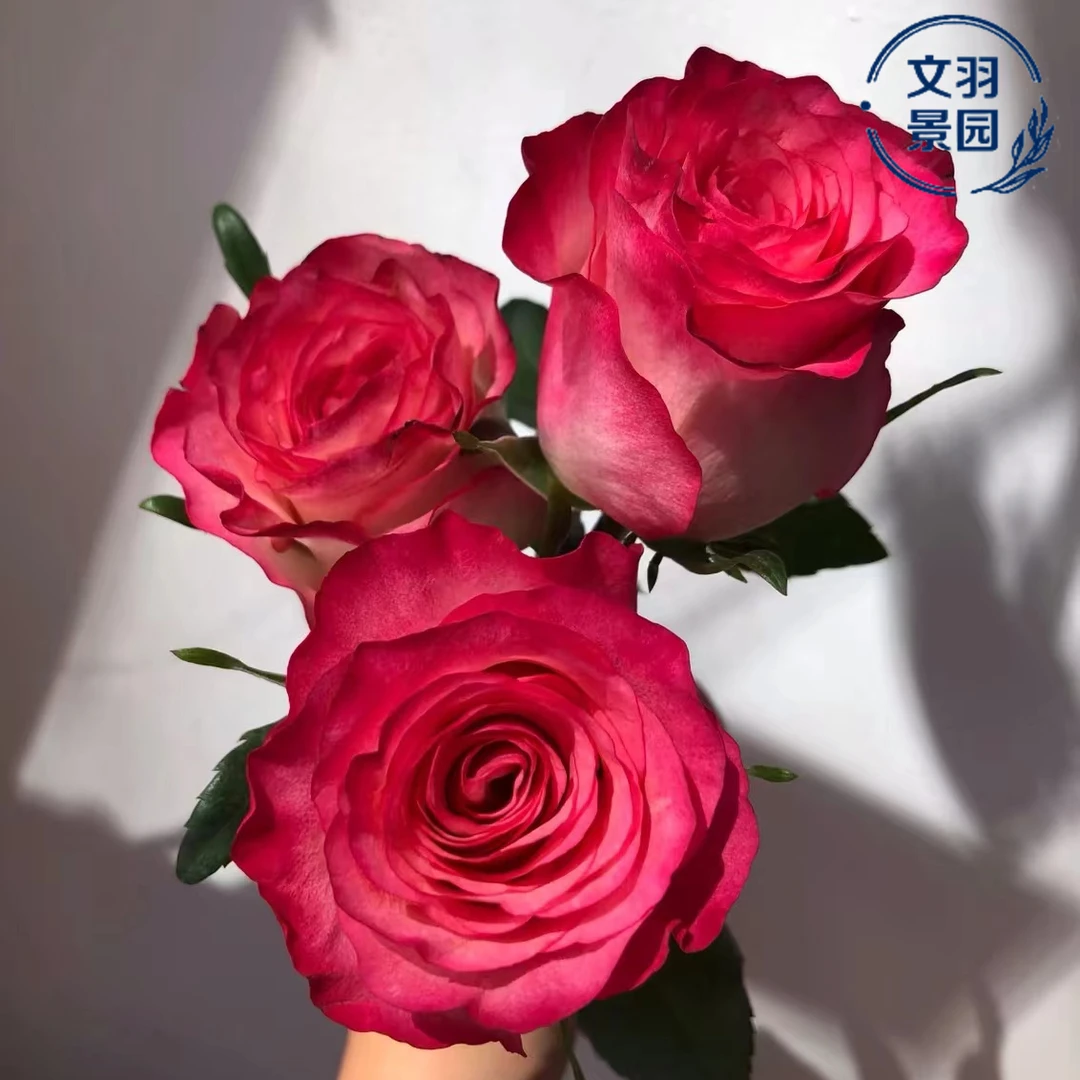 文羽景园【闪电】切花玫瑰月季多季节重复开花