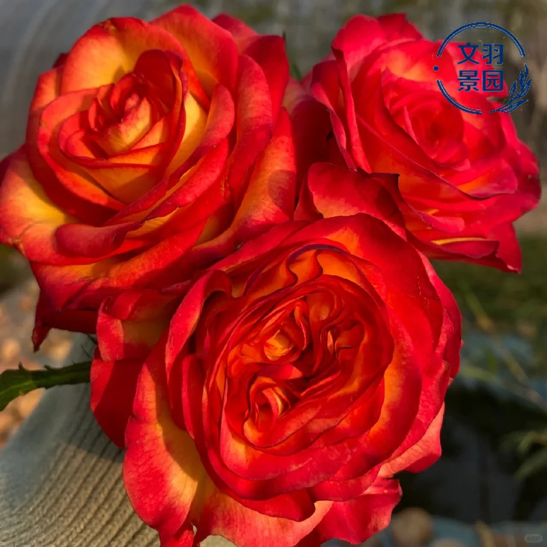文羽景园【桃之夭夭】切花月季，多季节重复开花，花期长