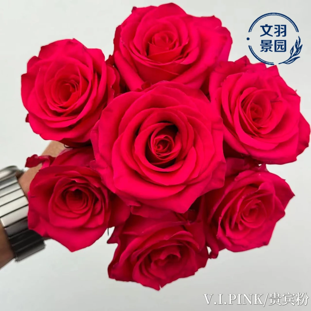 文羽景园【贵宾粉】切花月季，多季节重复开花