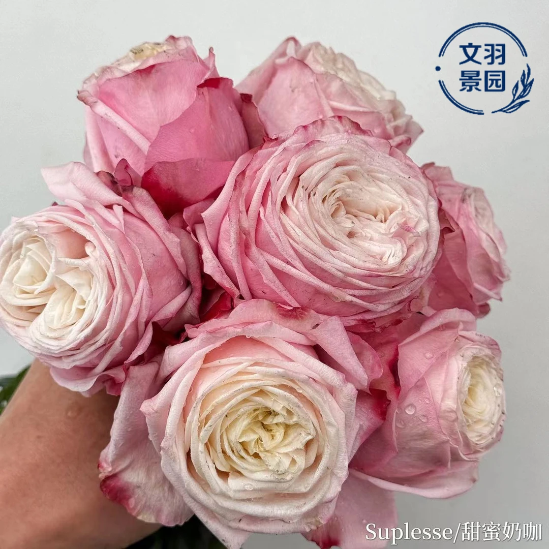 文羽景园【甜蜜奶咖】勤花丰花大花月季，抗病性好耐热