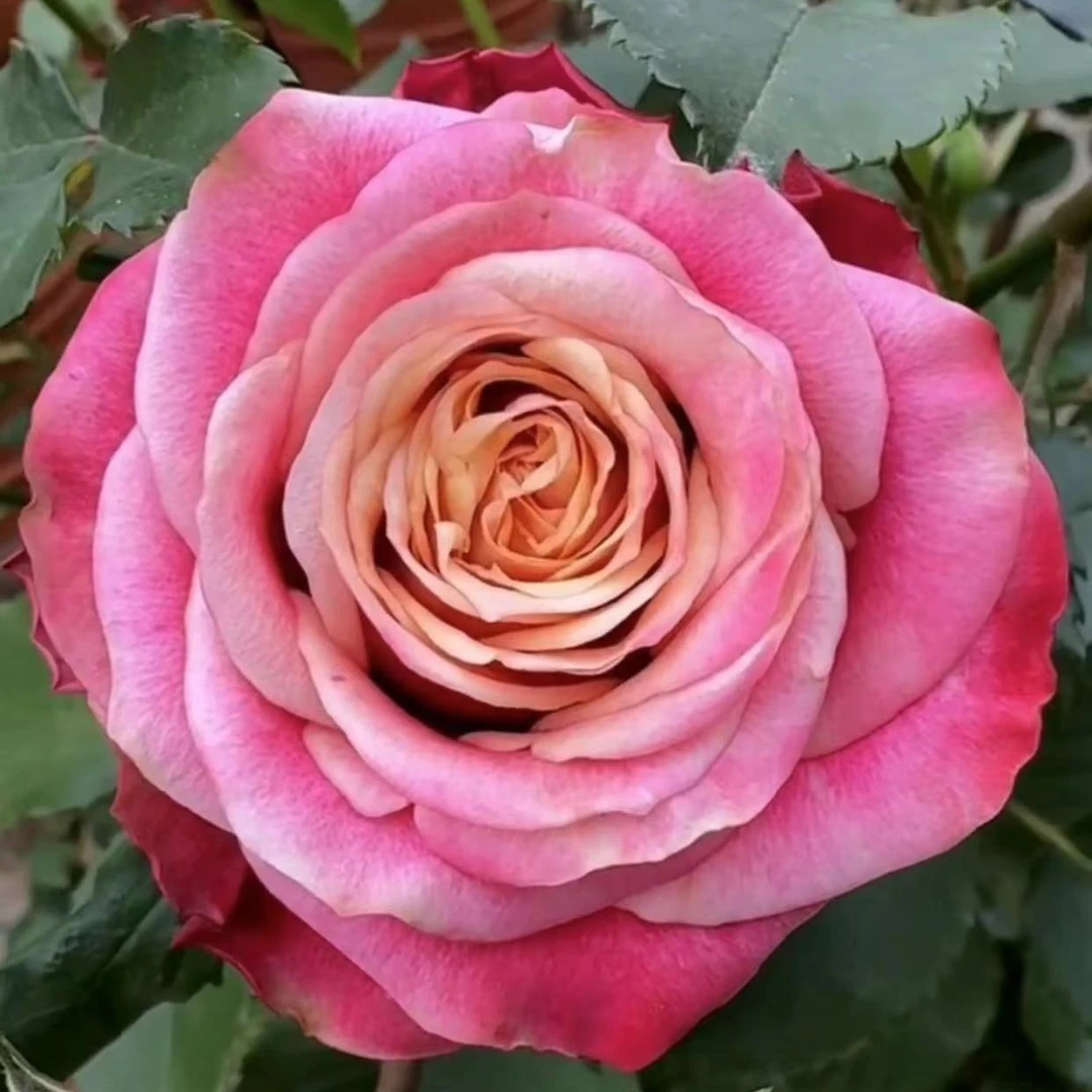 文羽景园【审判/眼睛/耀眼】切花月季多季节重复开花