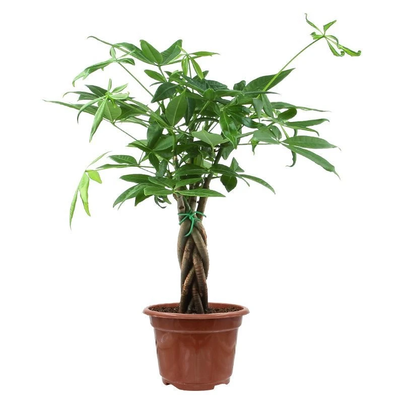 正宗发财树盆栽植物室内办公室吸甲醛桌面好养易成活小盆景招财树