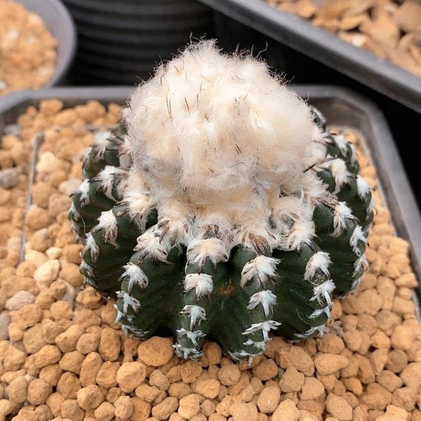 【闪购商品】鸣**时实生奇特圆盘