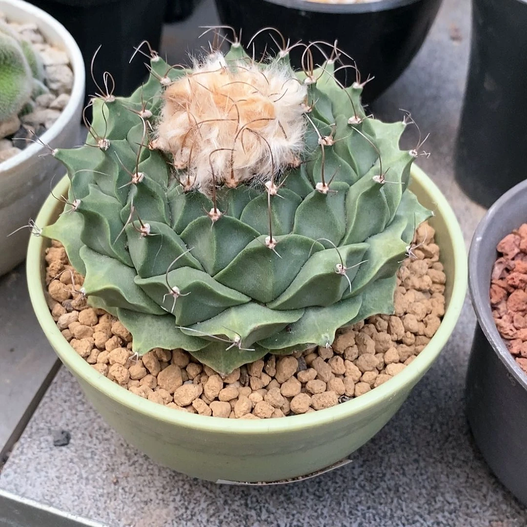 凌***开实生帝冠仙人球