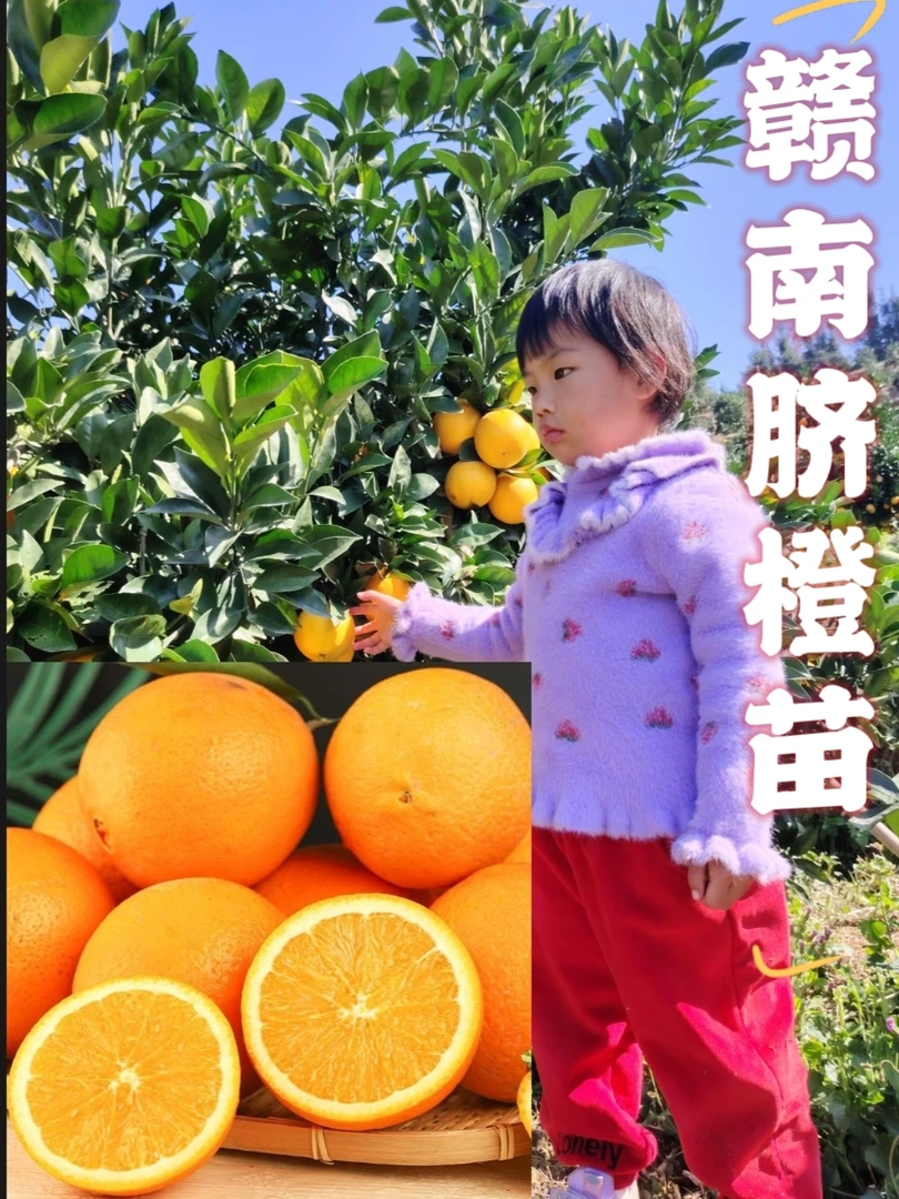 赣南脐橙苗正宗产地直发嫁接苗裸根苗地苗纽荷尔黄橙