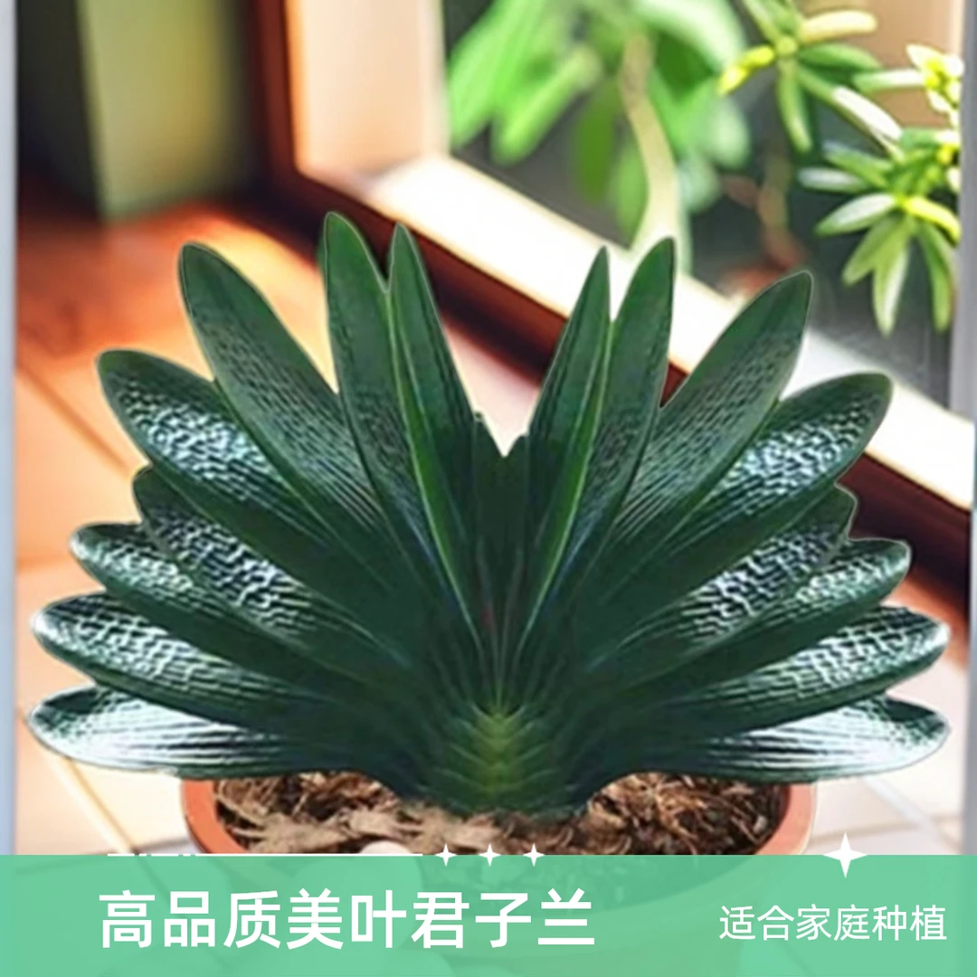 抖88号君子兰链接