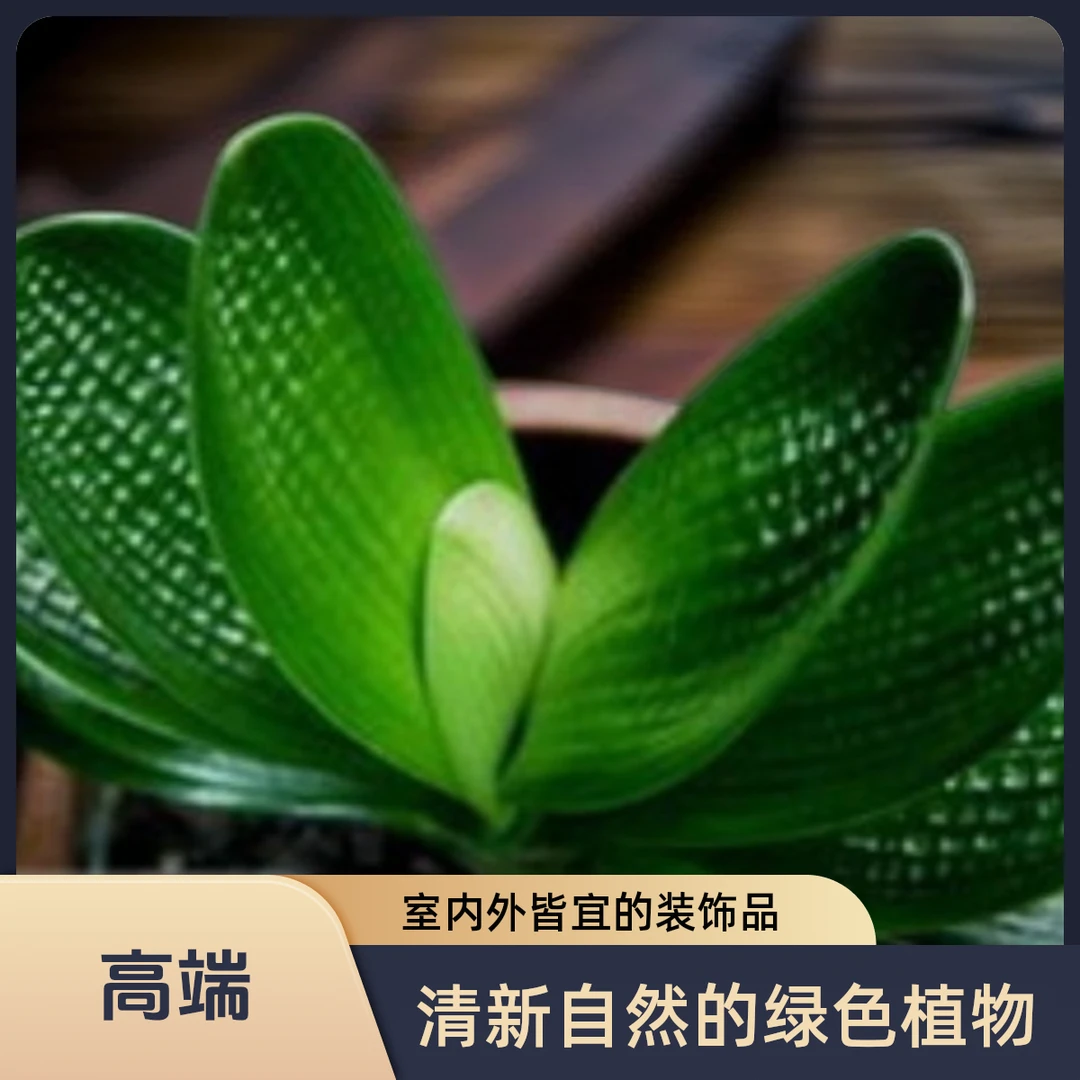 圆梦君子兰10号链接400