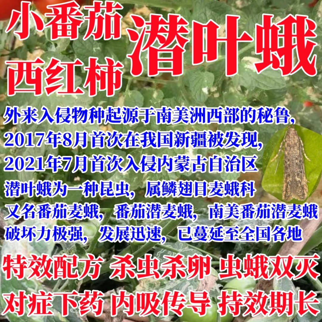 潜叶蛾套装虫蛾双灭内吸（肥）