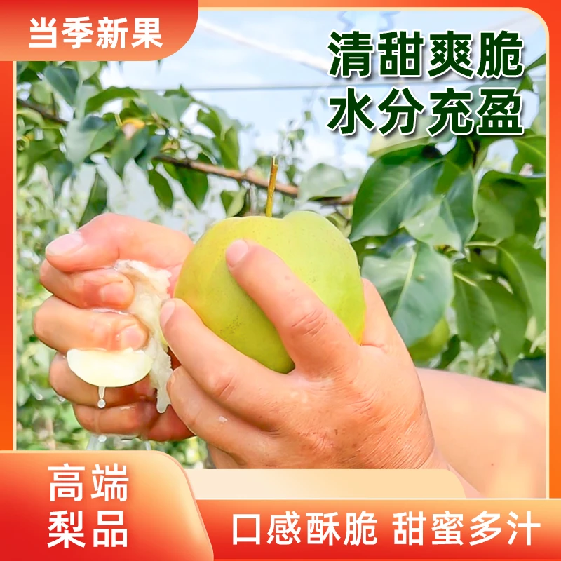 【新品尝鲜】中华儿女情—黄陵翡翠梨 陕西黄陵地标产品皮薄多汁