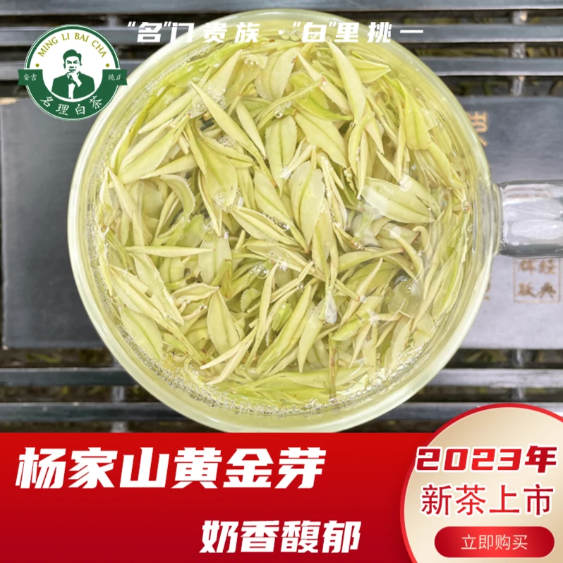 名理白【冲单福利】杨家山特级熊猫黄金芽安吉原产白茶明前特级团购