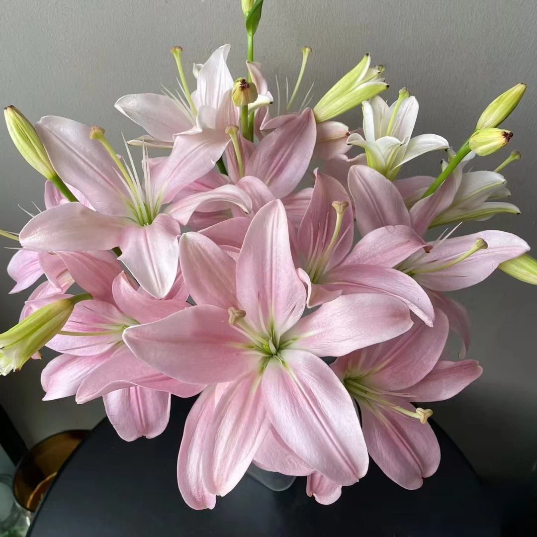 小头多头粉精灵无香亚百合3支（12朵）  鲜花批发花店摆地摊