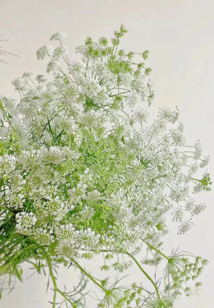 单头蕾丝    批发花店摆地摊直发一手货源 家养水养