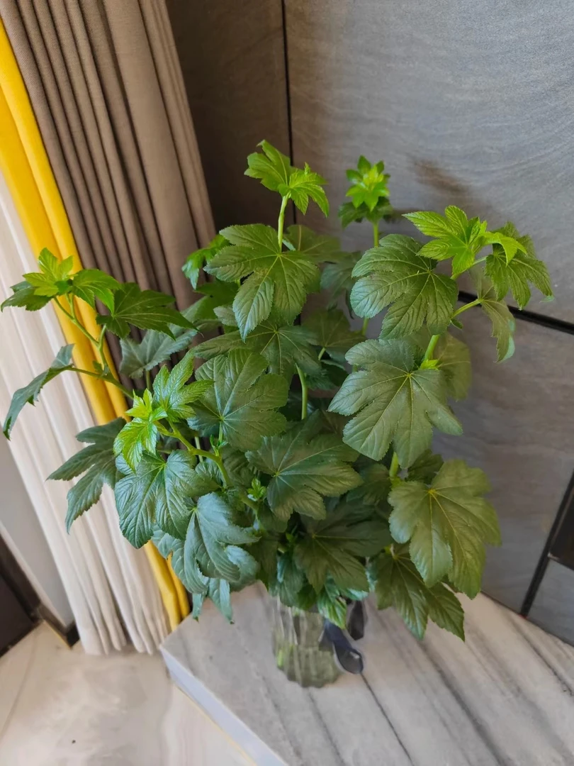绿色枫叶 花店摆地摊基地直发一手货源