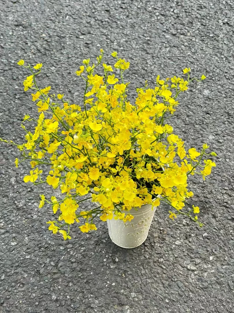 柠檬黄跳舞兰一把  网红配叶 百搭好用云南 基地 鲜花 水养 家养