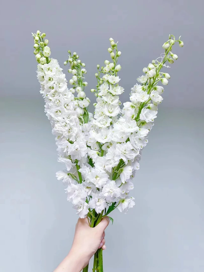 白色大飞燕        一手货源摆地摊 云南基地 花店批发