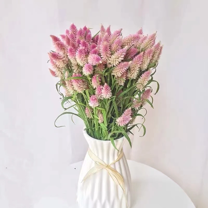 粉色多头凤尾一把 云南基地直发一手货源 家养水养