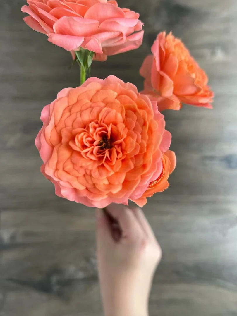 小头杏色果汁泡泡10支 多头玫瑰  批发花店摆地摊直发  家养水养