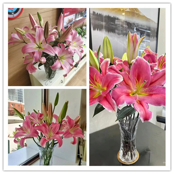 多头红色百合4支(12朵) 38 批发花店摆地摊直发一手货源